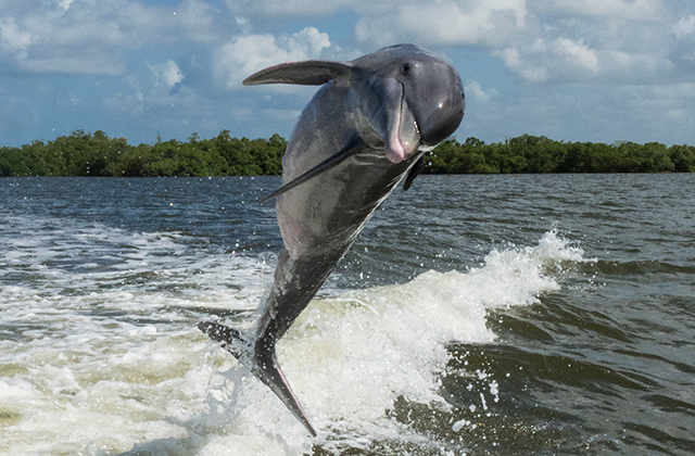 Dolphin
