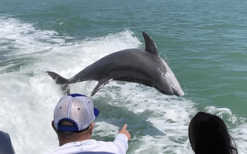 dolphin watching private boat charter