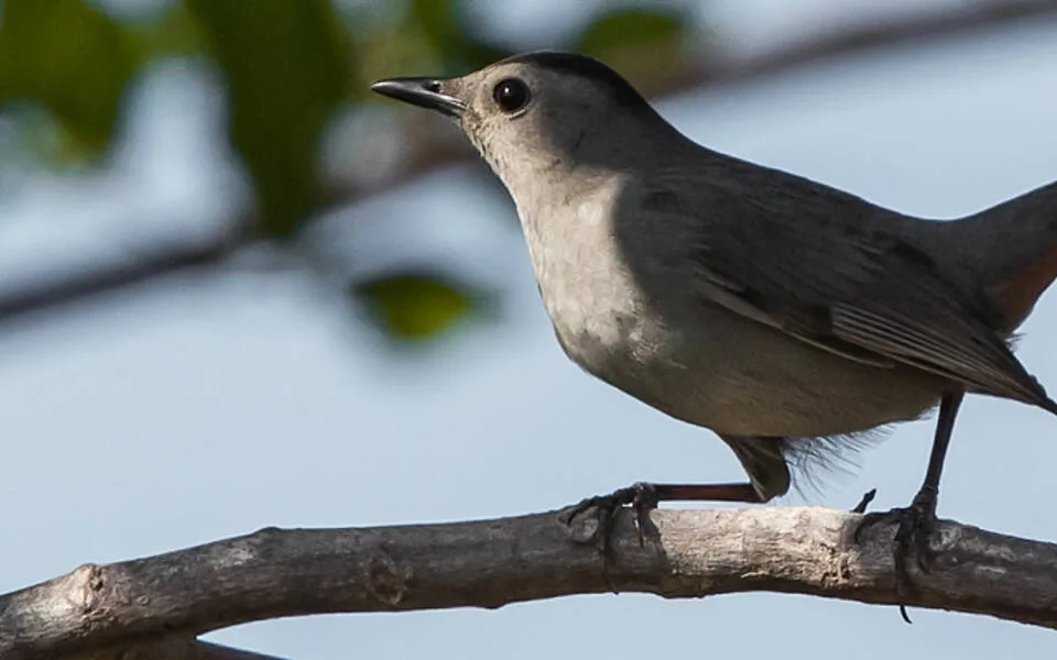 Marco Island Nature Preserve and Bird Sanctuary