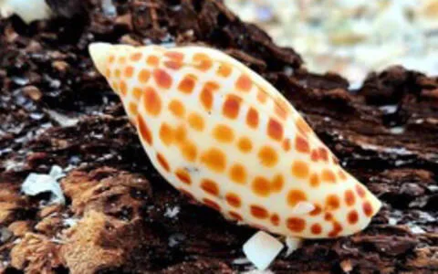 Treasure Seekers Shell Tours