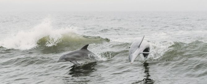 Dolphin Marco Island
