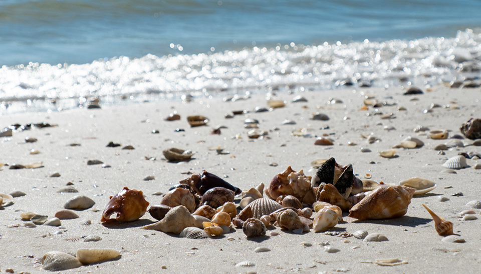 Shell