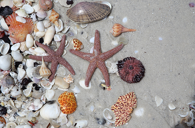 Shells
