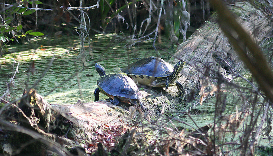Turtles