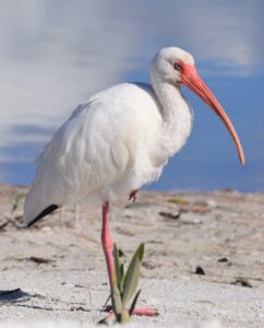 White ibis standing along the shoreline