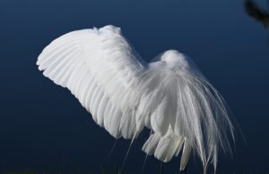 Egret displaying its wings in soft morning light