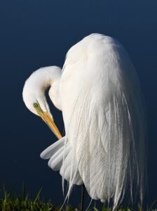 Egret preening its feathers beside calm water