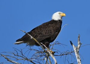 Bald eagle perched against a clear blue sky