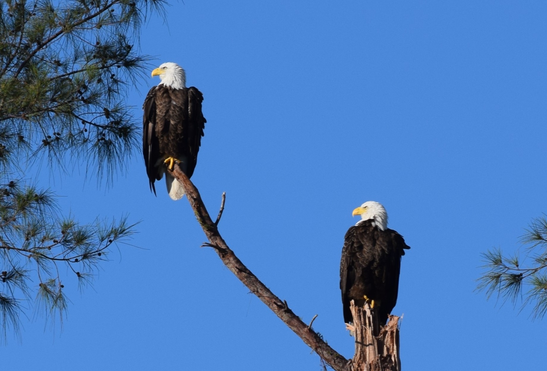 Two bald eagles perched together on a high tree branch against a blue sky, Marco Island, Florida