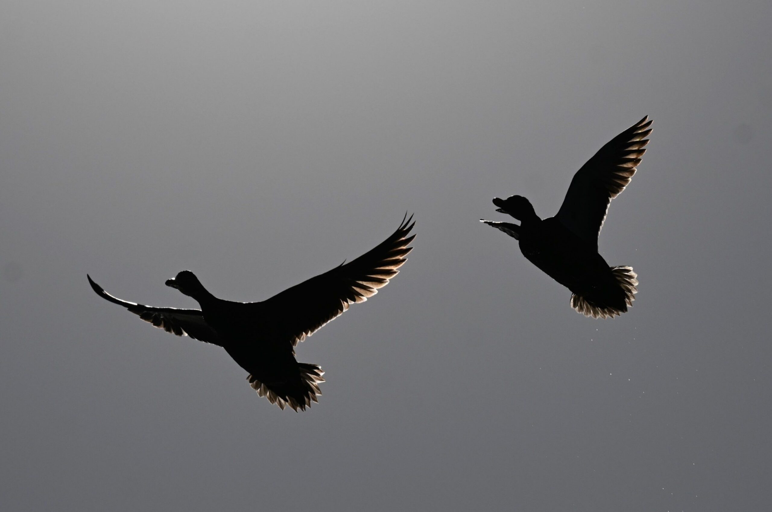 Two shorebirds silhouetted in flight against a soft gray evening sky, Marco Island, Florida