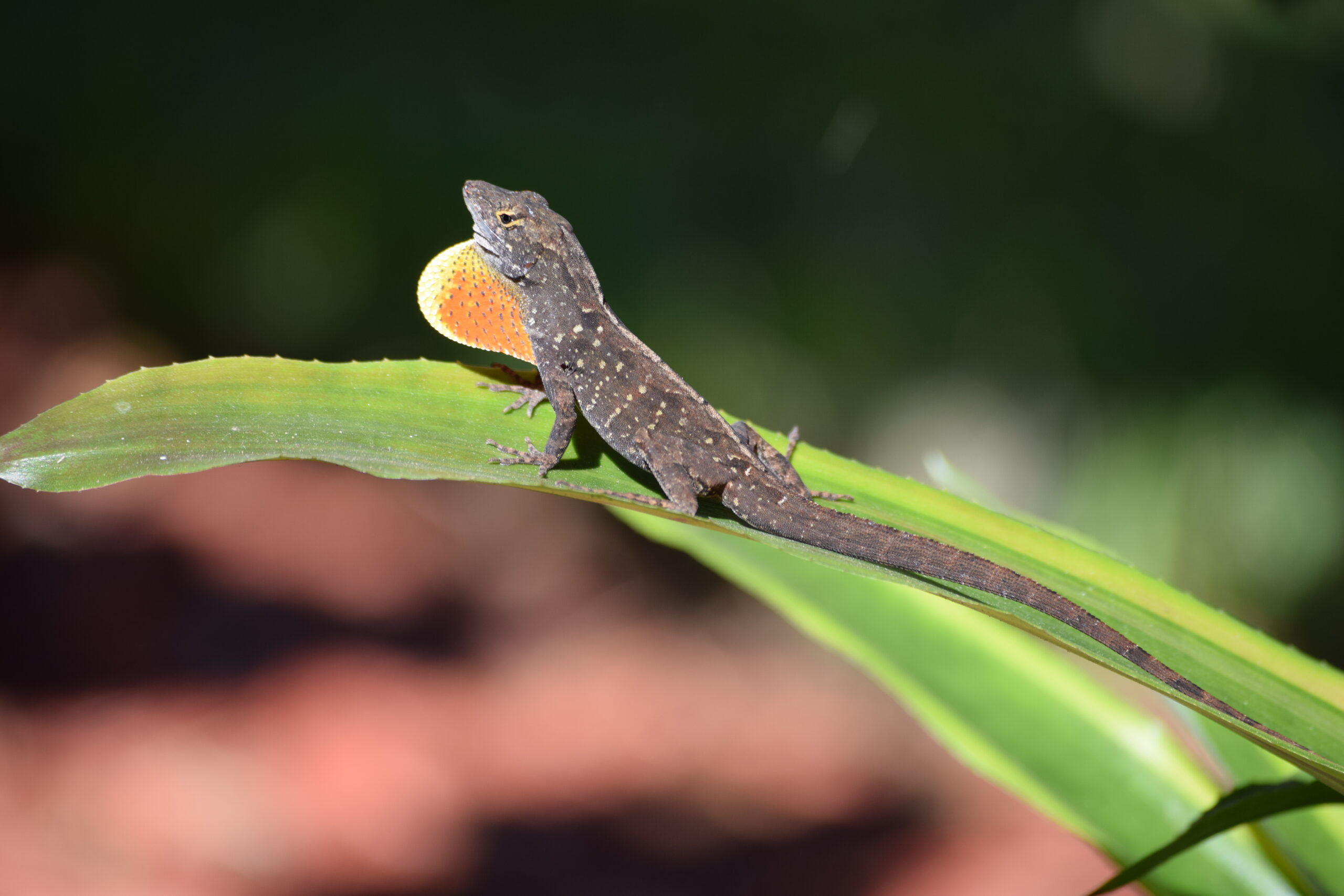 Brown anole displaying an orange throat fan on a green leaf, Marco Island, Florida