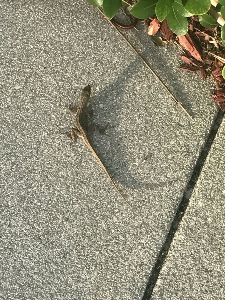 Small brown anole crossing a sunny sidewalk beside island landscaping, Marco Island, Florida