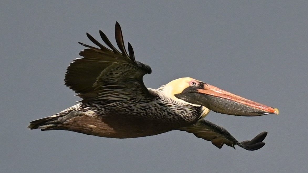 Brown pelican flying across a plain gray sky with wings held steady, Marco Island, Florida