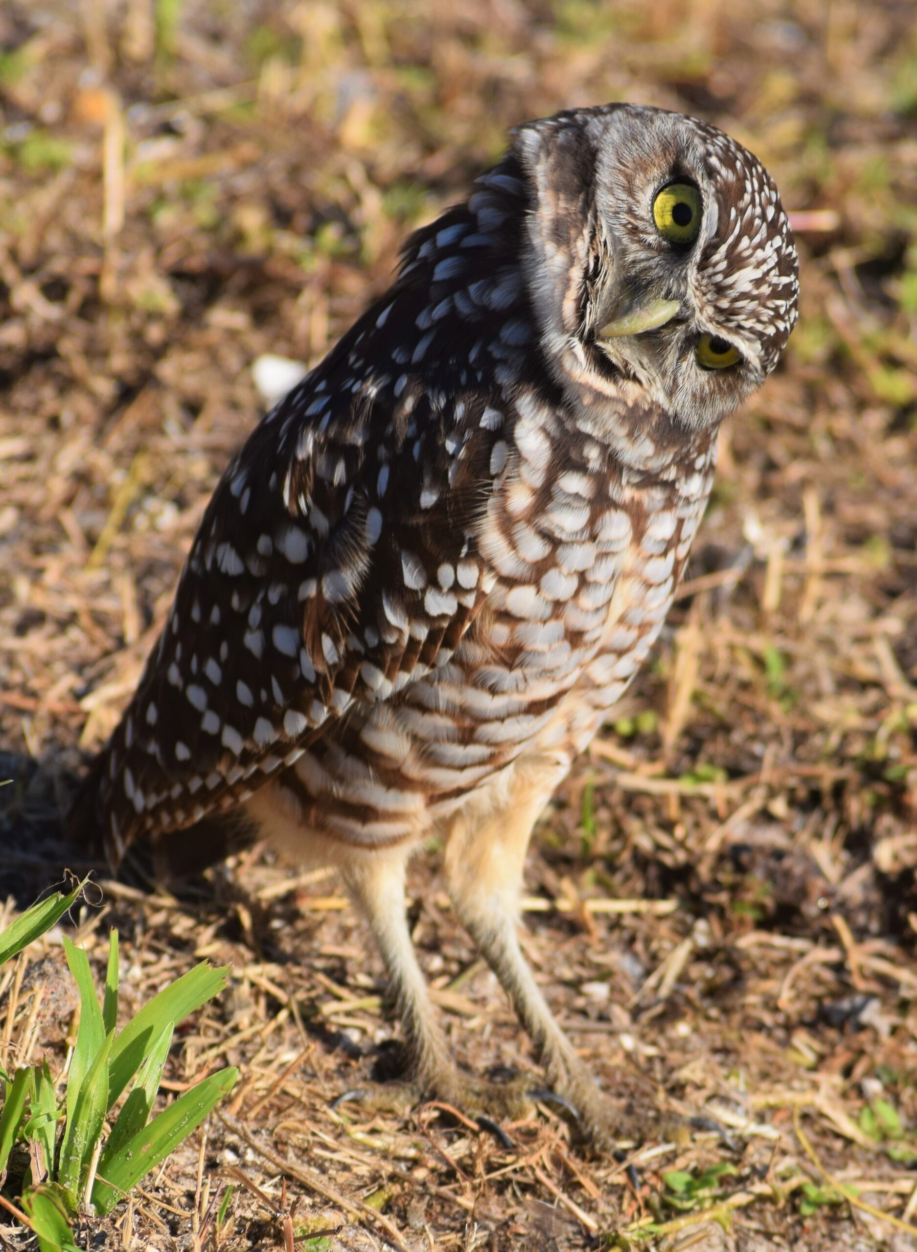 Burrowing owl standing alert in short grass and sandy ground, Marco Island, Florida