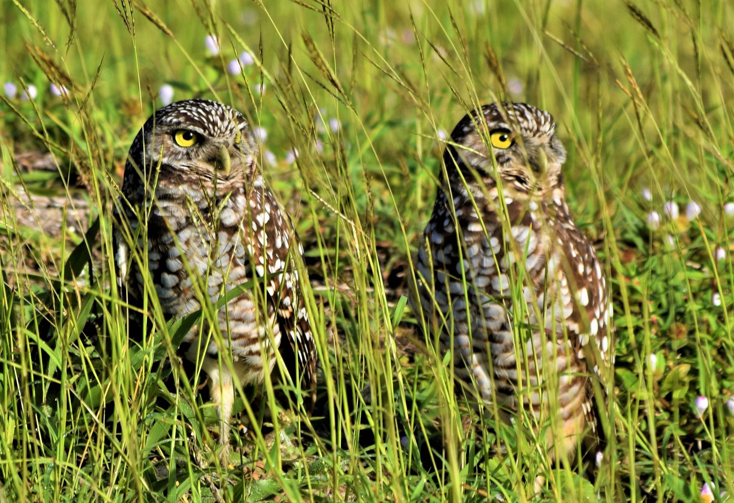 Two burrowing owls peeking through grass near their sandy burrow, Marco Island, Florida
