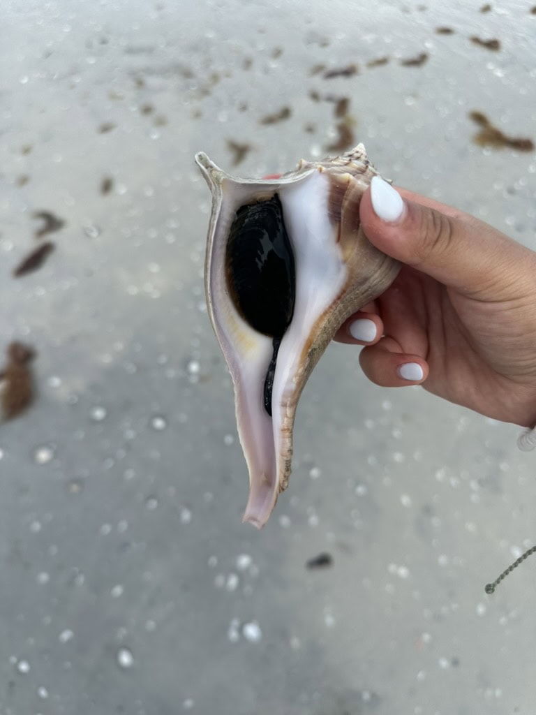Hand holding a conch shell above shell-strewn beach sand after a shoreline walk, Marco Island, Florida