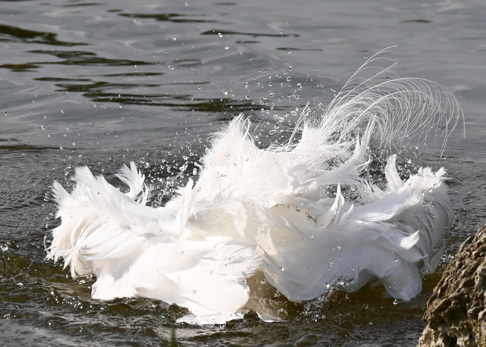 Great egret splashing at the water edge with white breeding plumes fanned out, Marco Island, Florida