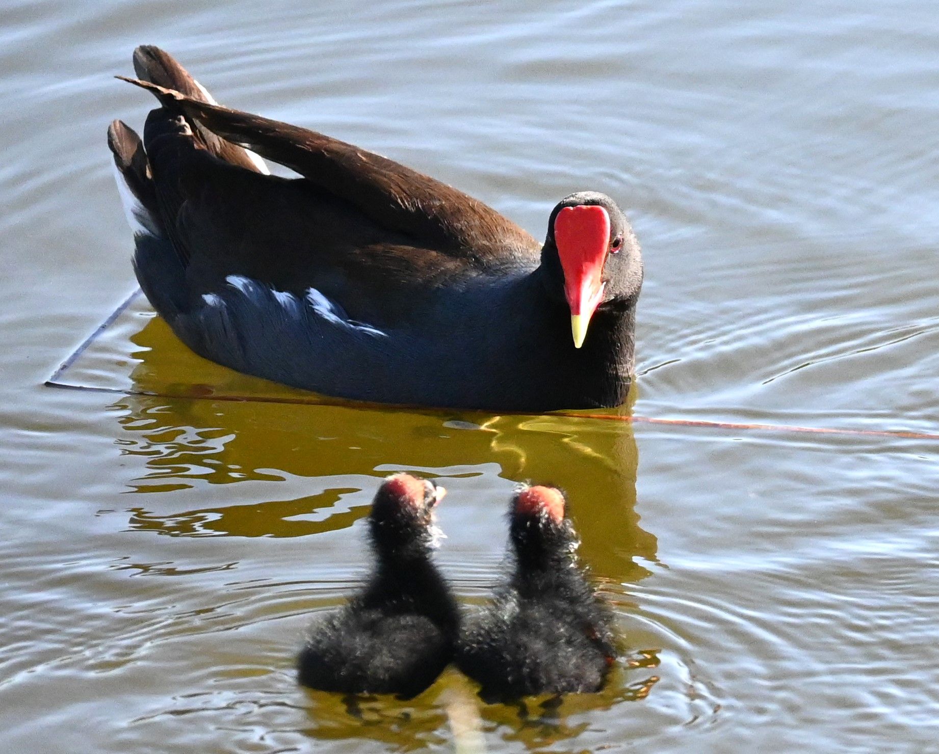 Common gallinule swimming with two fuzzy black chicks in shallow water, Marco Island, Florida