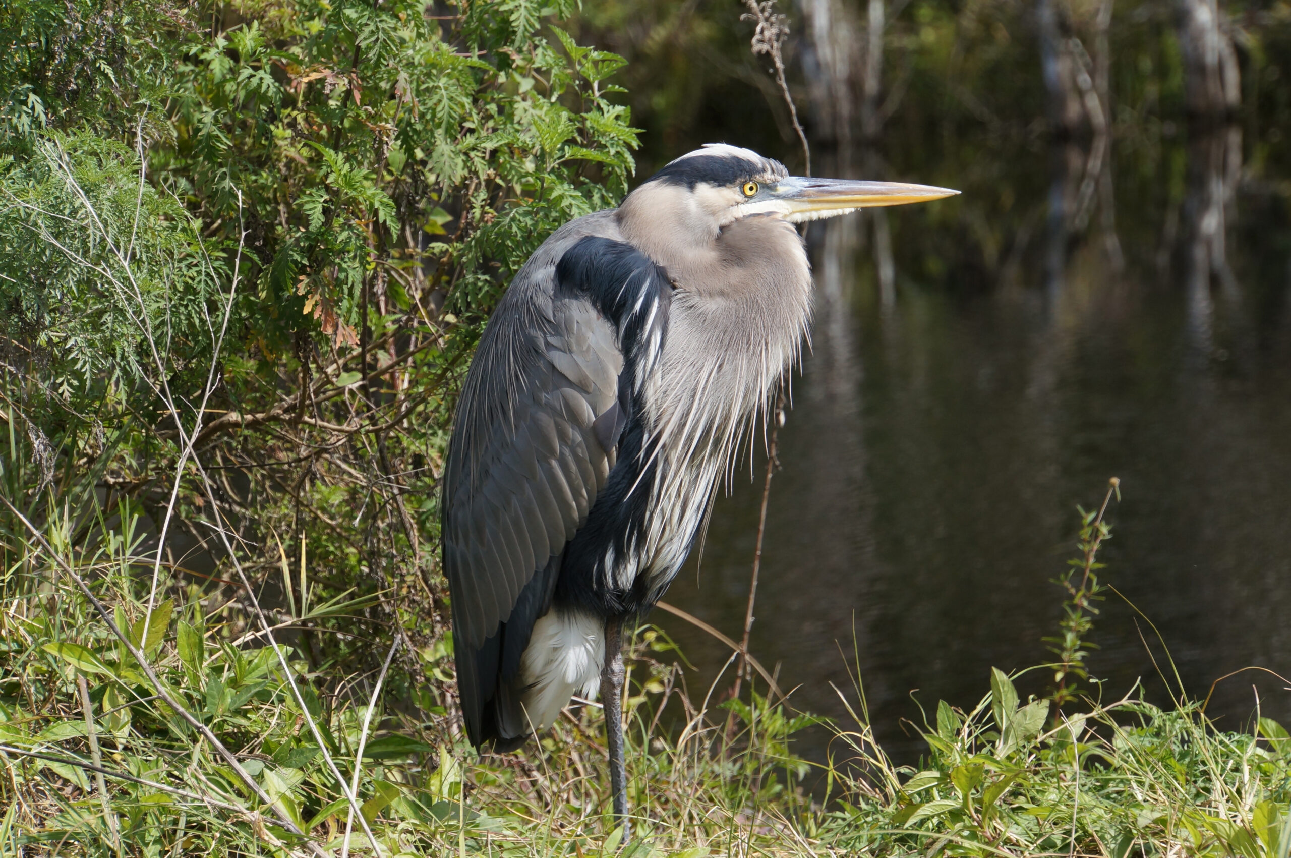 Great blue heron standing beside a quiet pond edged with coastal greenery, Marco Island, Florida
