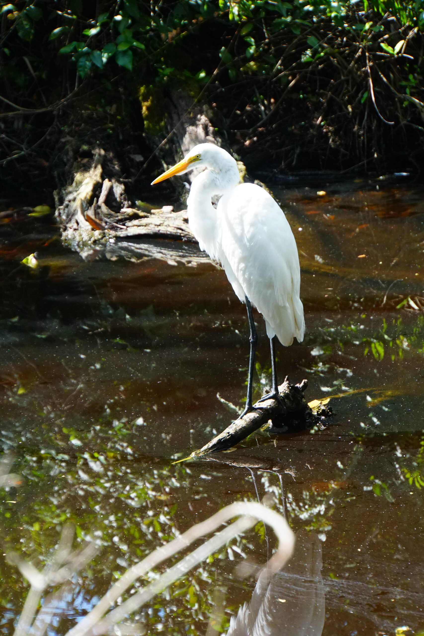 Great egret fishing in shallow mangrove water with its reflection below, Marco Island, Florida