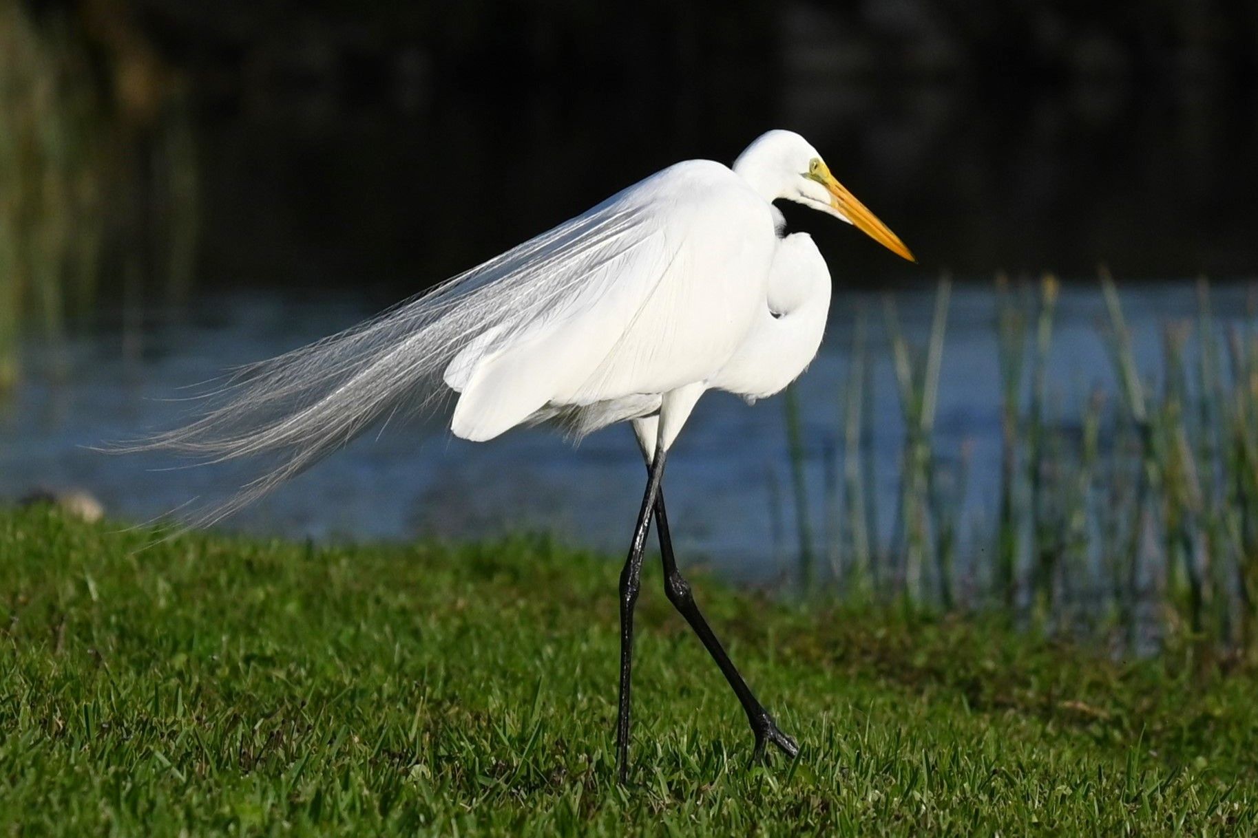 Great egret walking along a grassy pond edge with long white breeding plumes, Marco Island, Florida