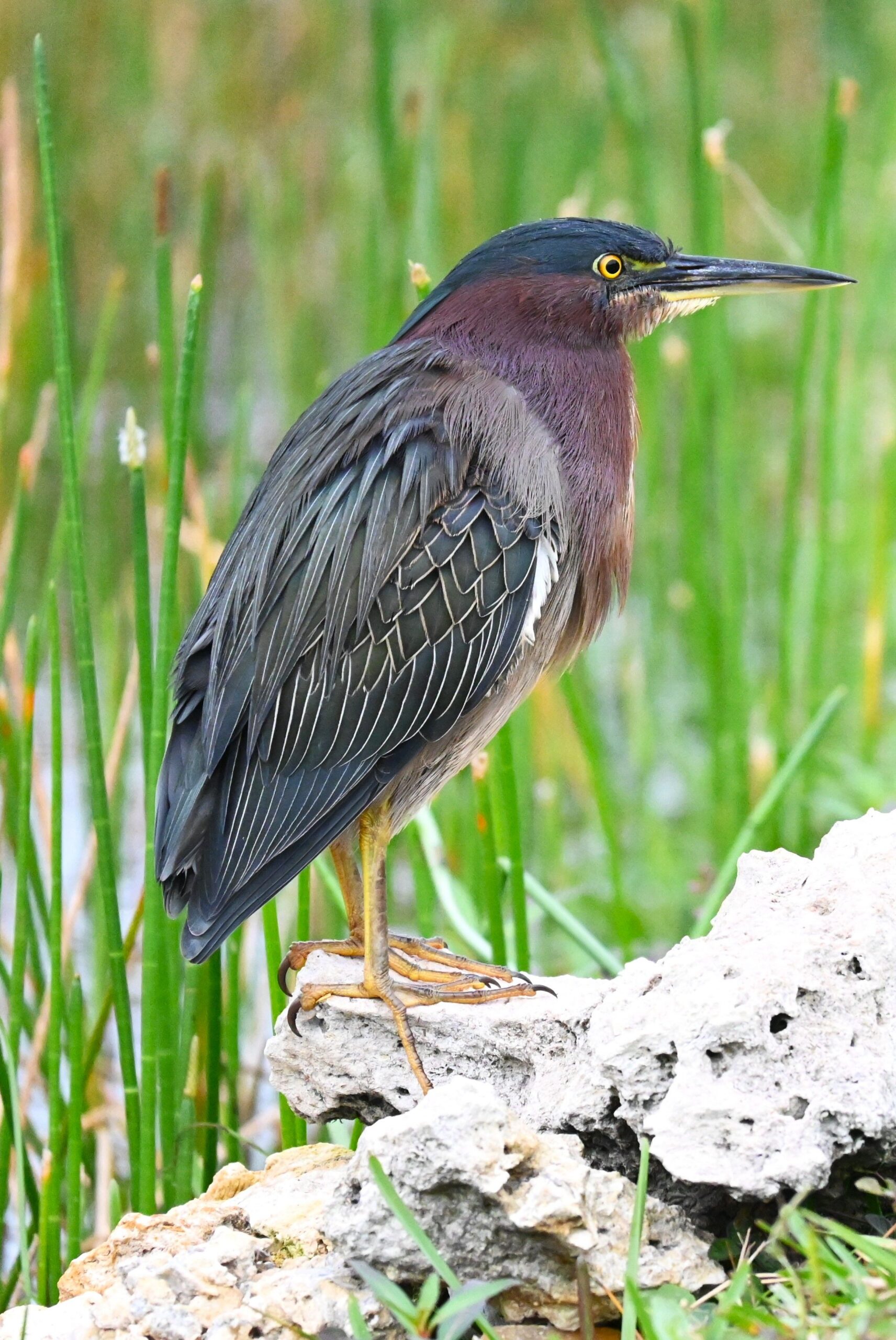 Green heron standing among reeds and wetland grasses near the water, Marco Island, Florida