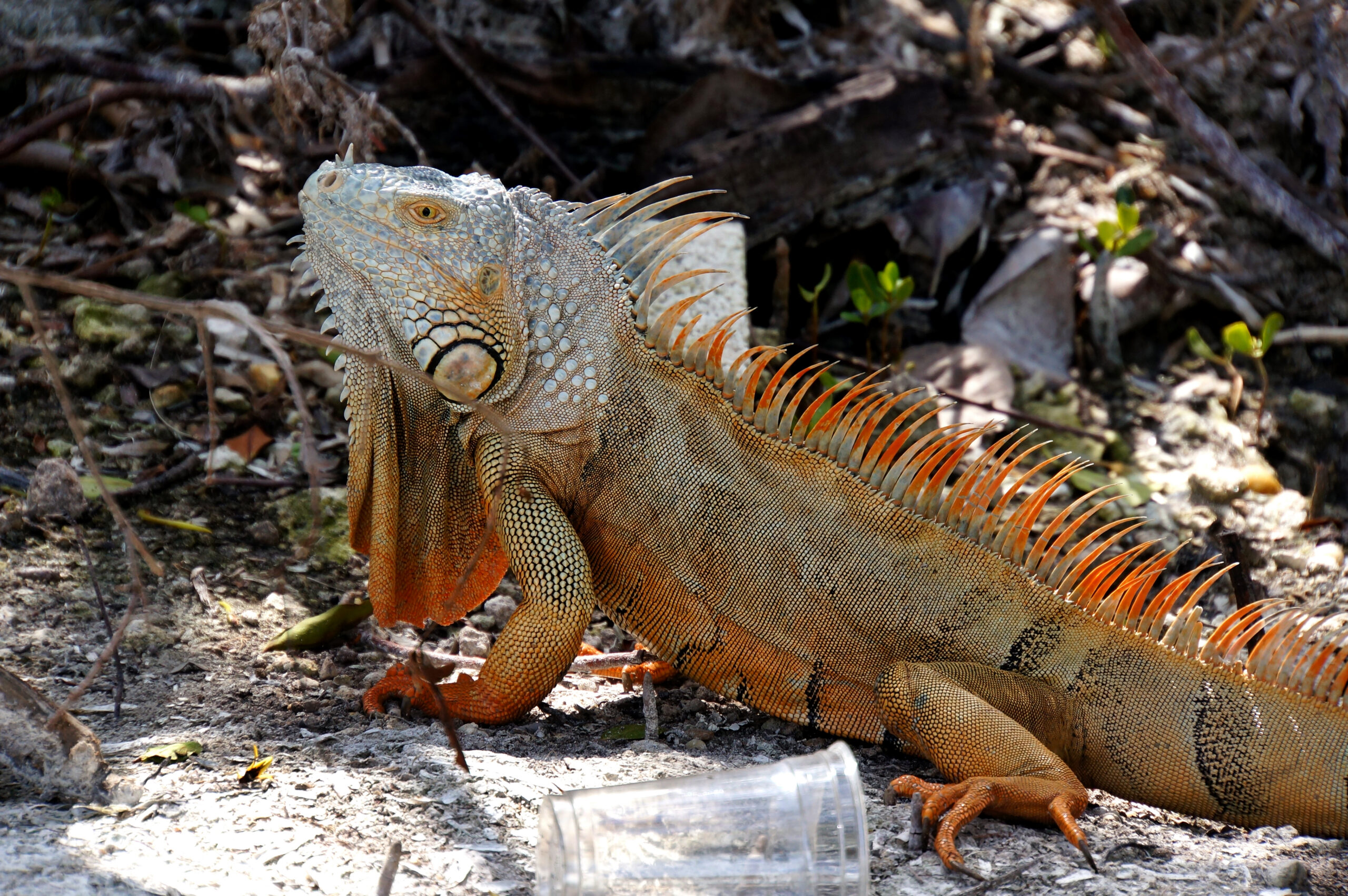 Orange green iguana resting on sandy ground in coastal vegetation, Marco Island, Florida