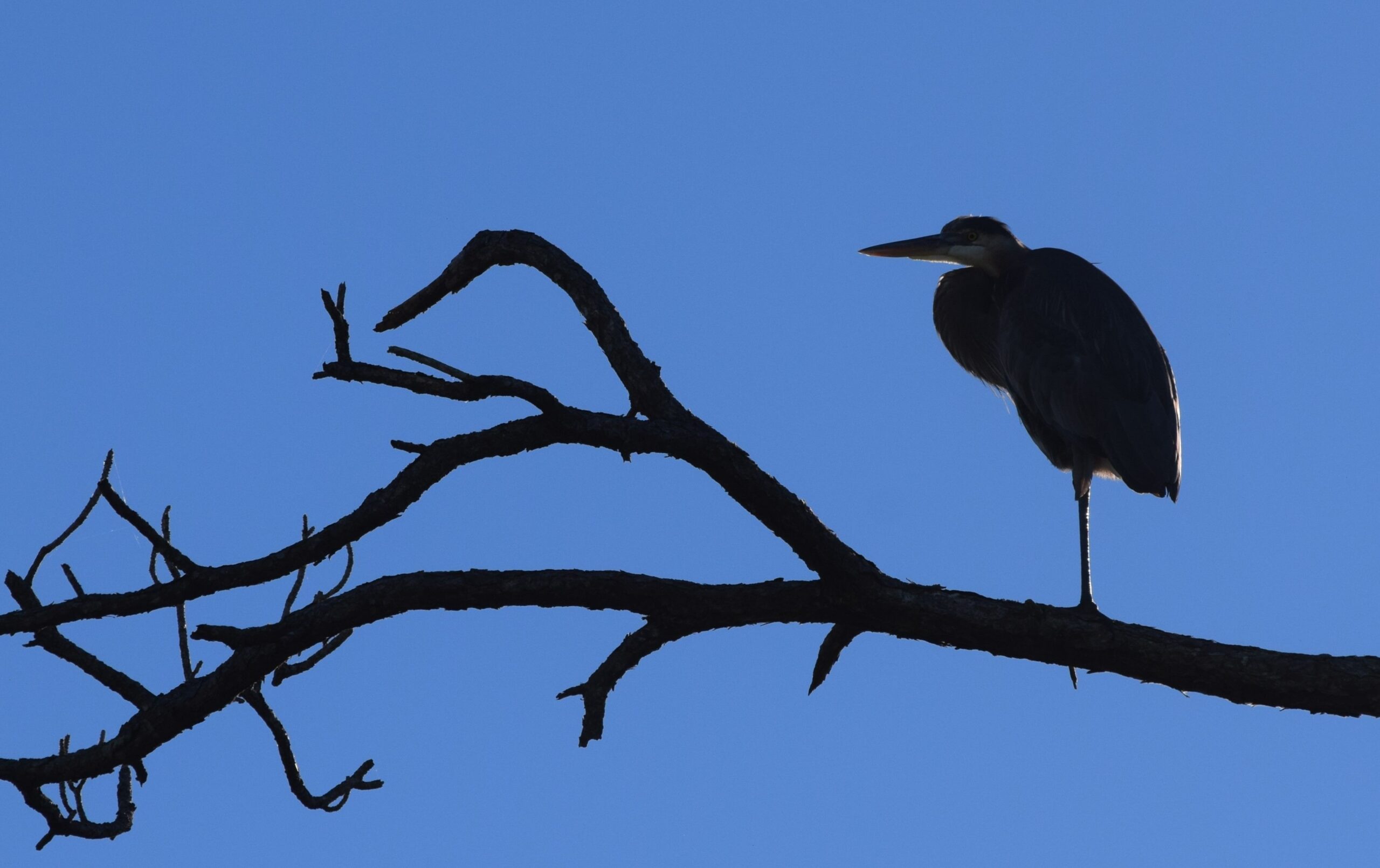Heron silhouetted on a bare branch against a vivid blue sky, Marco Island, Florida