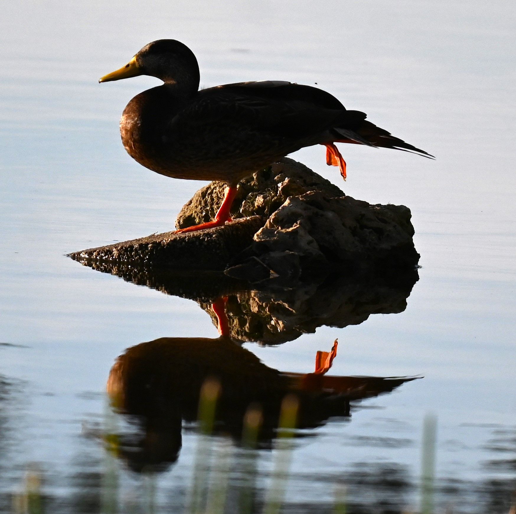 Common gallinule perched on a rock above still water with a clear reflection, Marco Island, Florida