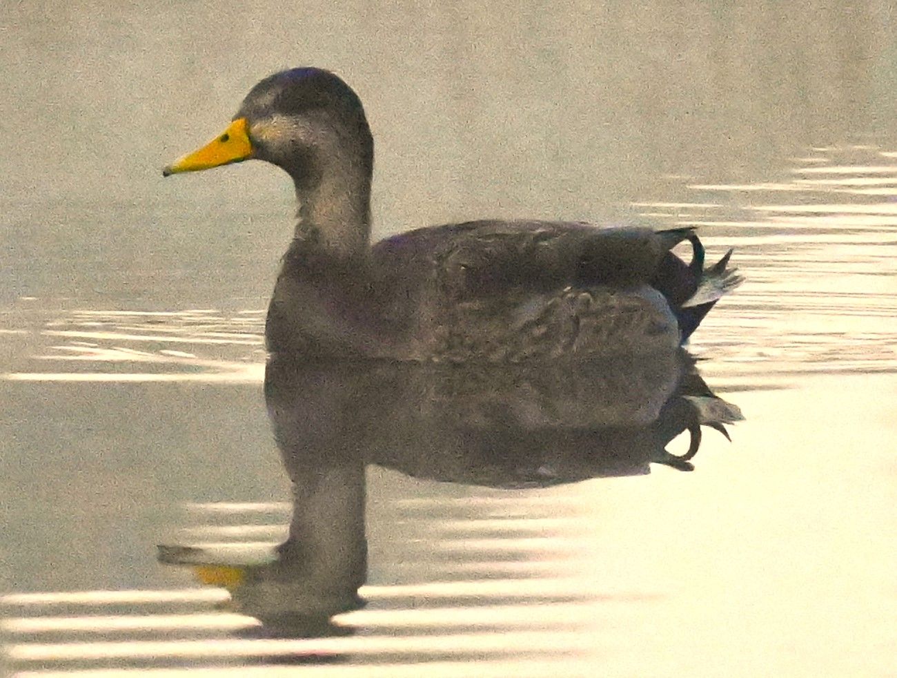 Mottled duck floating through still water with a soft golden reflection, Marco Island, Florida