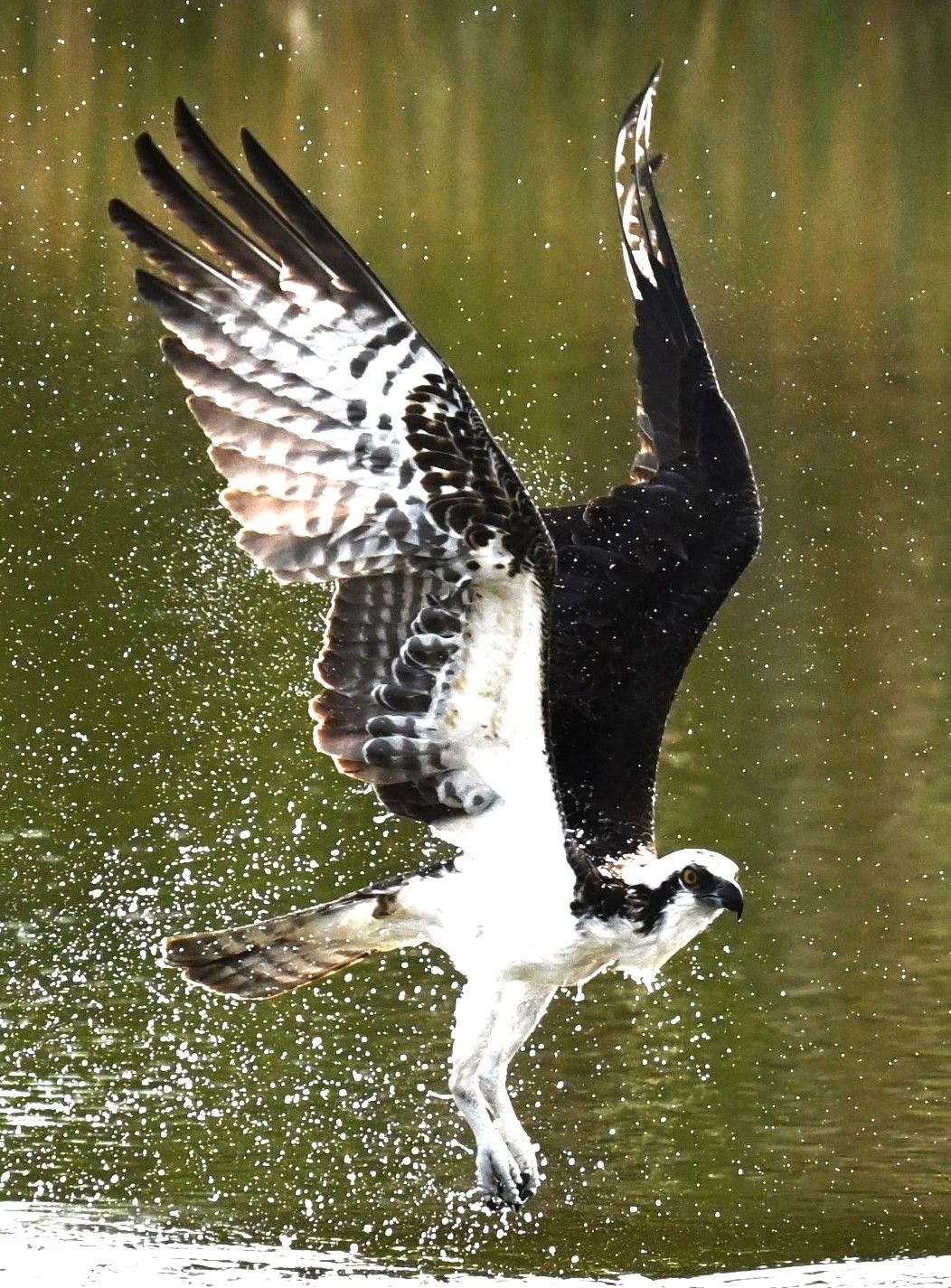 Osprey plunging toward the water with wings spread during a fish strike, Marco Island, Florida