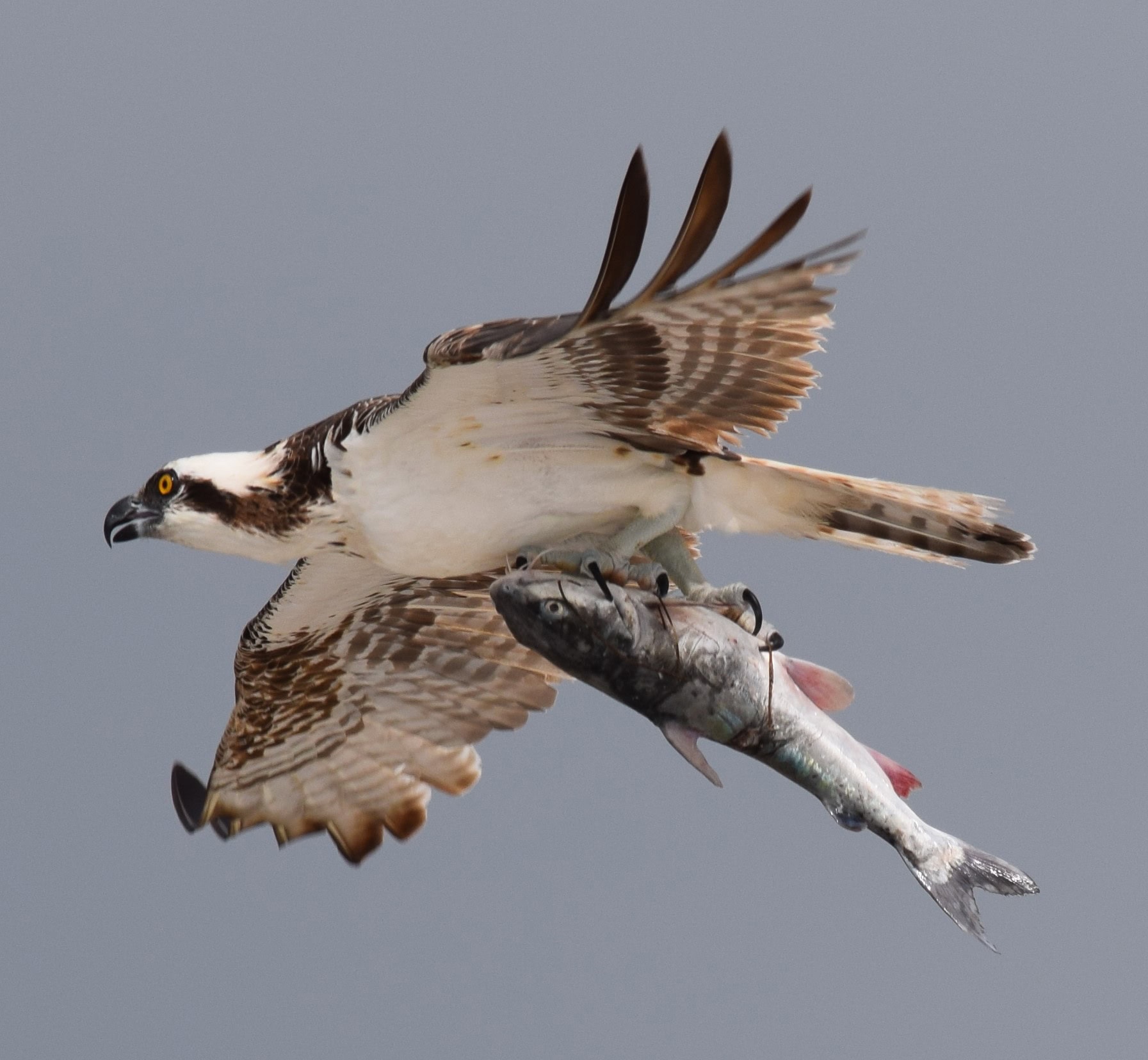 Osprey flying with a freshly caught fish gripped in its talons, Marco Island, Florida