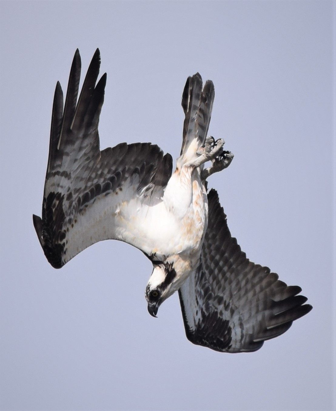 Osprey banking sharply in flight with patterned wings spread against the sky, Marco Island, Florida