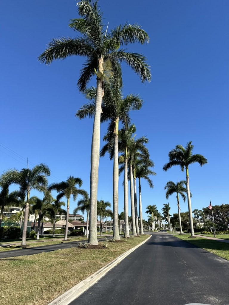 Tall palm trees lining a sunny island street under a clear blue sky, Marco Island, Florida