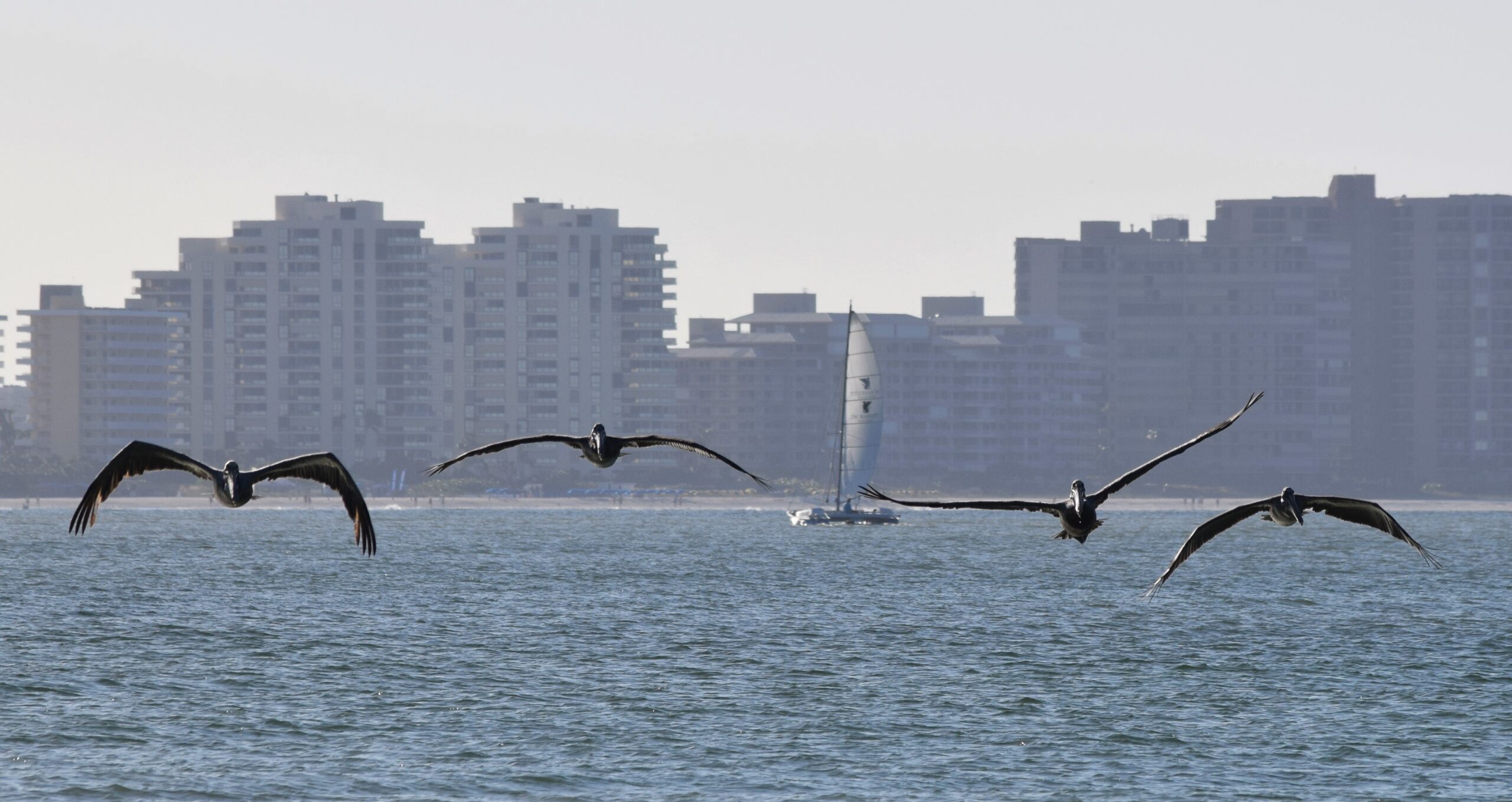 Brown pelicans flying low over Gulf water with beachfront high-rises behind them, Marco Island, Florida