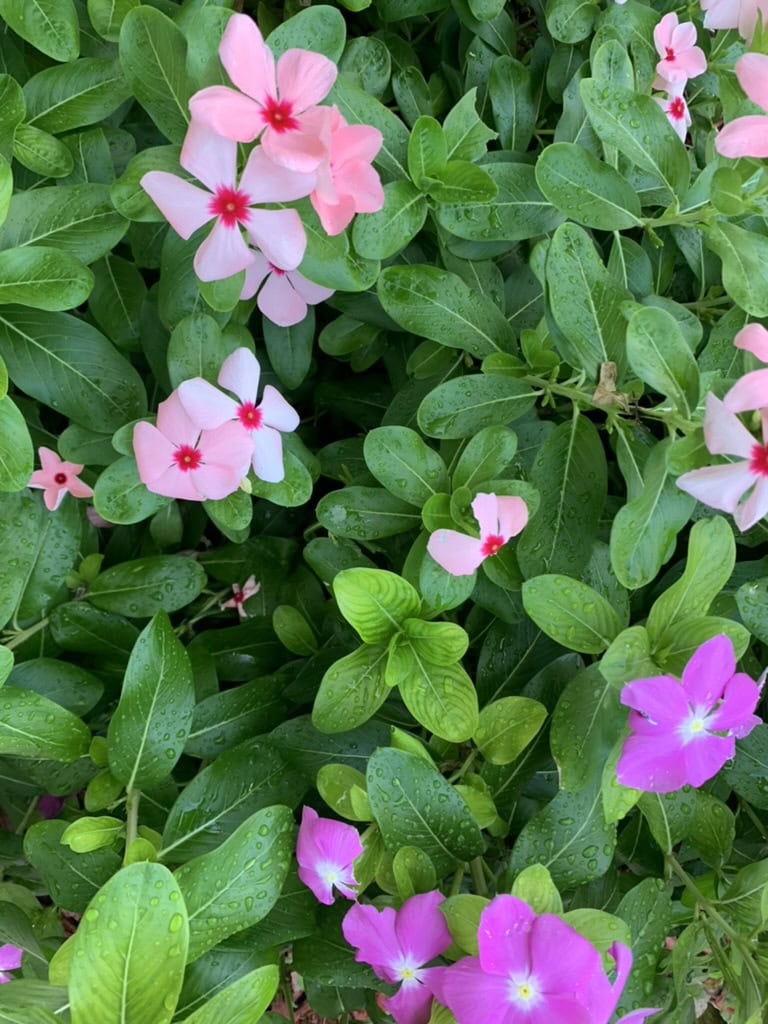 Pink and magenta vinca flowers blooming in lush green island landscaping, Marco Island, Florida