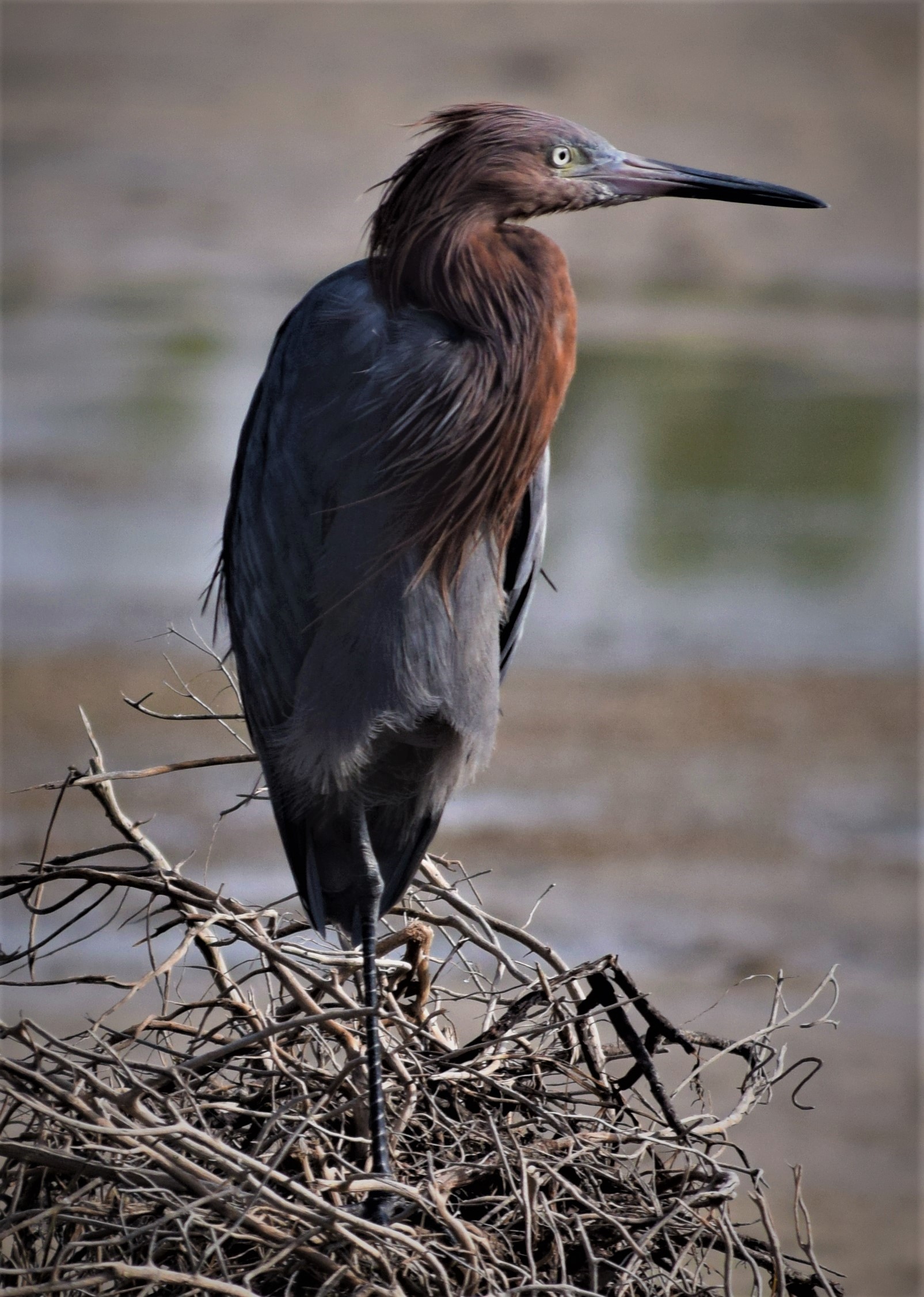 Reddish egret standing among tangled shoreline branches near shallow water, Marco Island, Florida