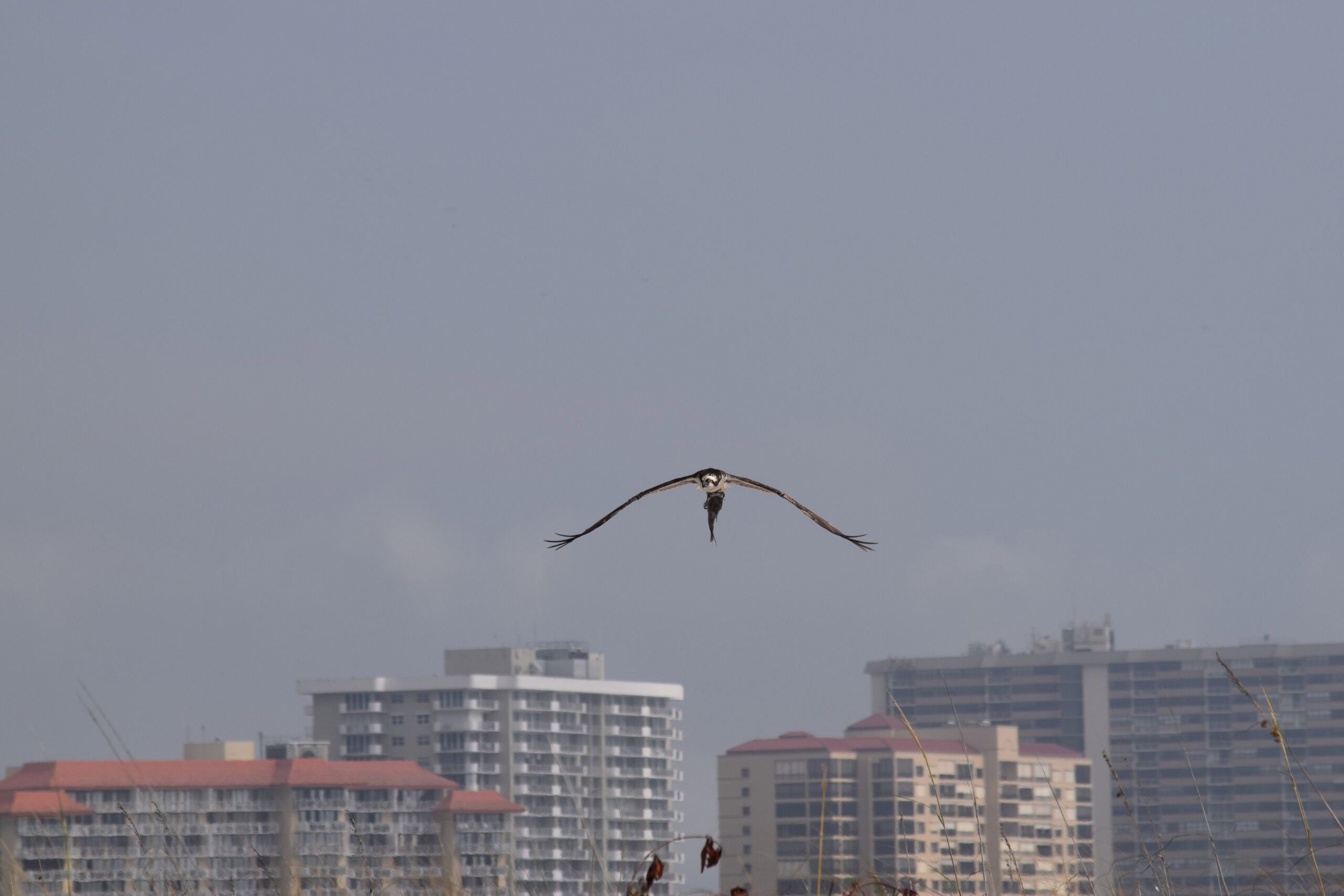 Large seabird gliding above Gulf water with beachfront towers in the distance, Marco Island, Florida