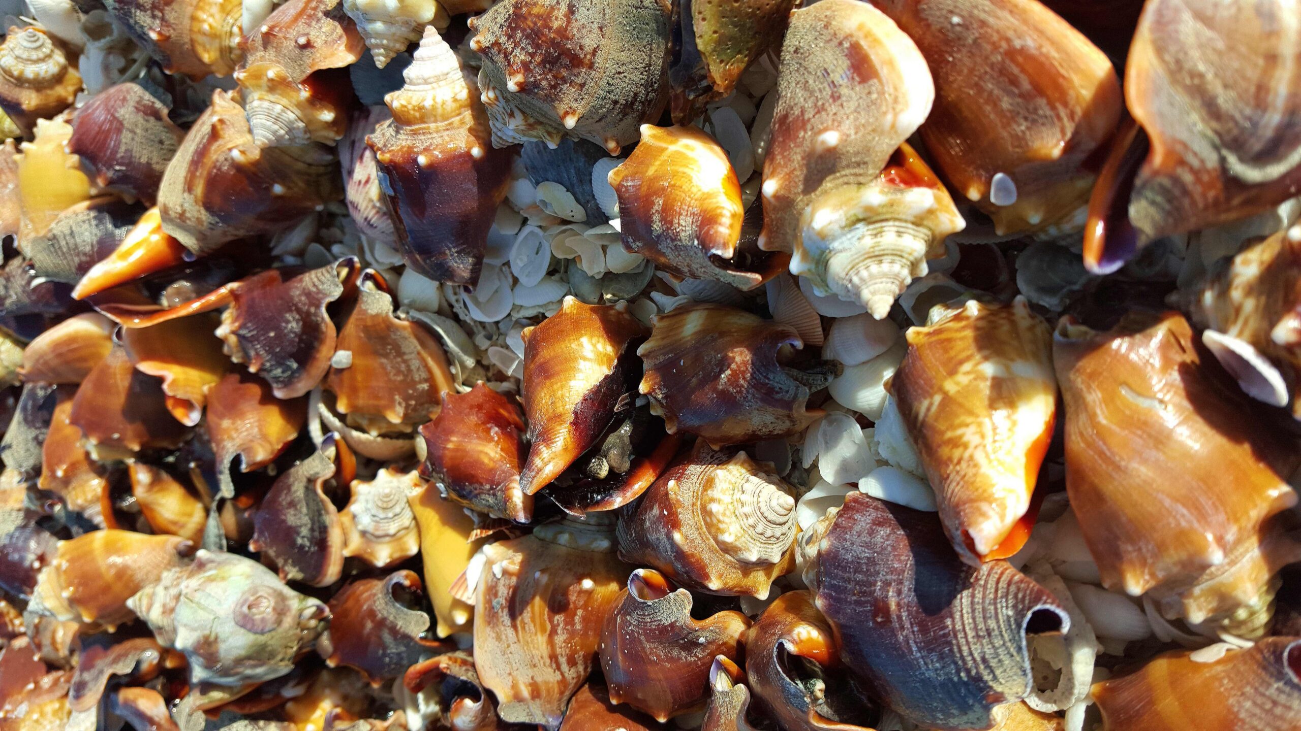 Colorful seashells gathered on sunlit beach sand after a gentle Gulf tide, Marco Island, Florida