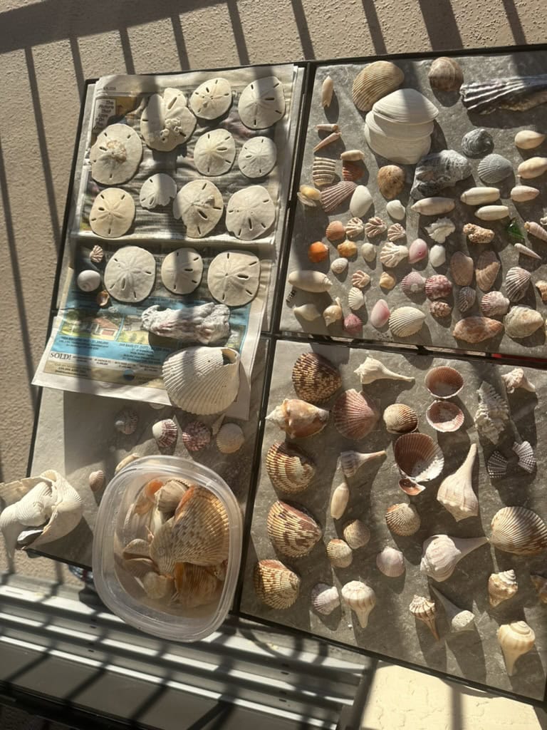 Assorted beach shells displayed in trays after a shelling trip, Marco Island, Florida