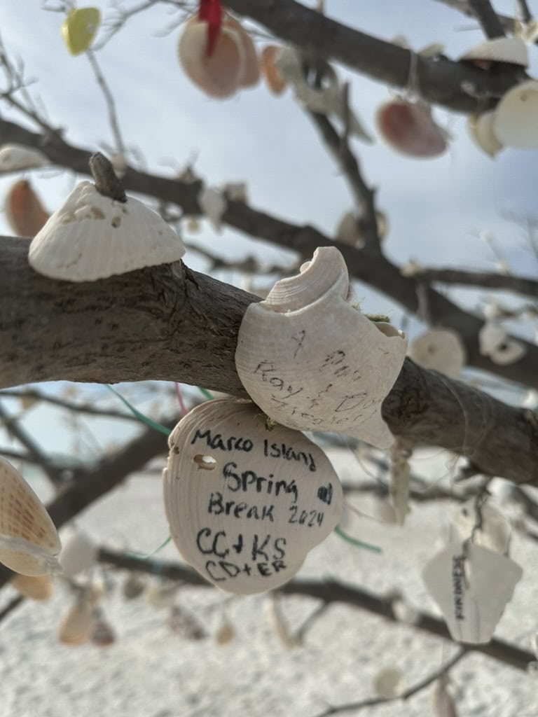 Handwritten shell notes hanging from branches in a coastal tree, Marco Island, Florida