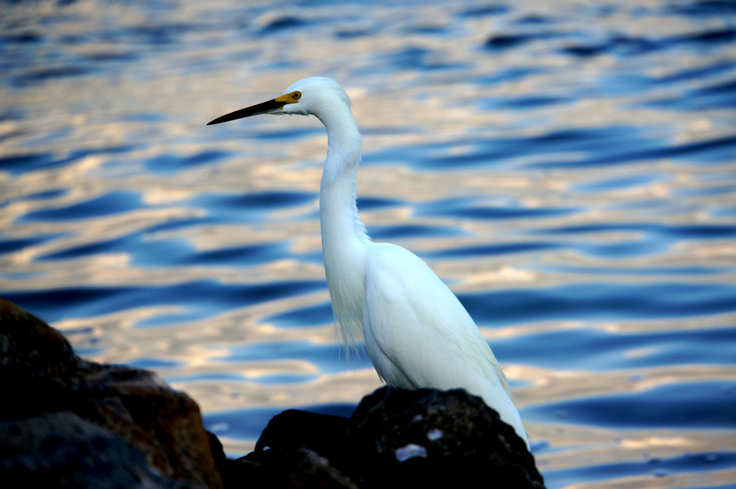 Snowy egret standing on rocks beside blue rippled water at the shoreline, Marco Island, Florida