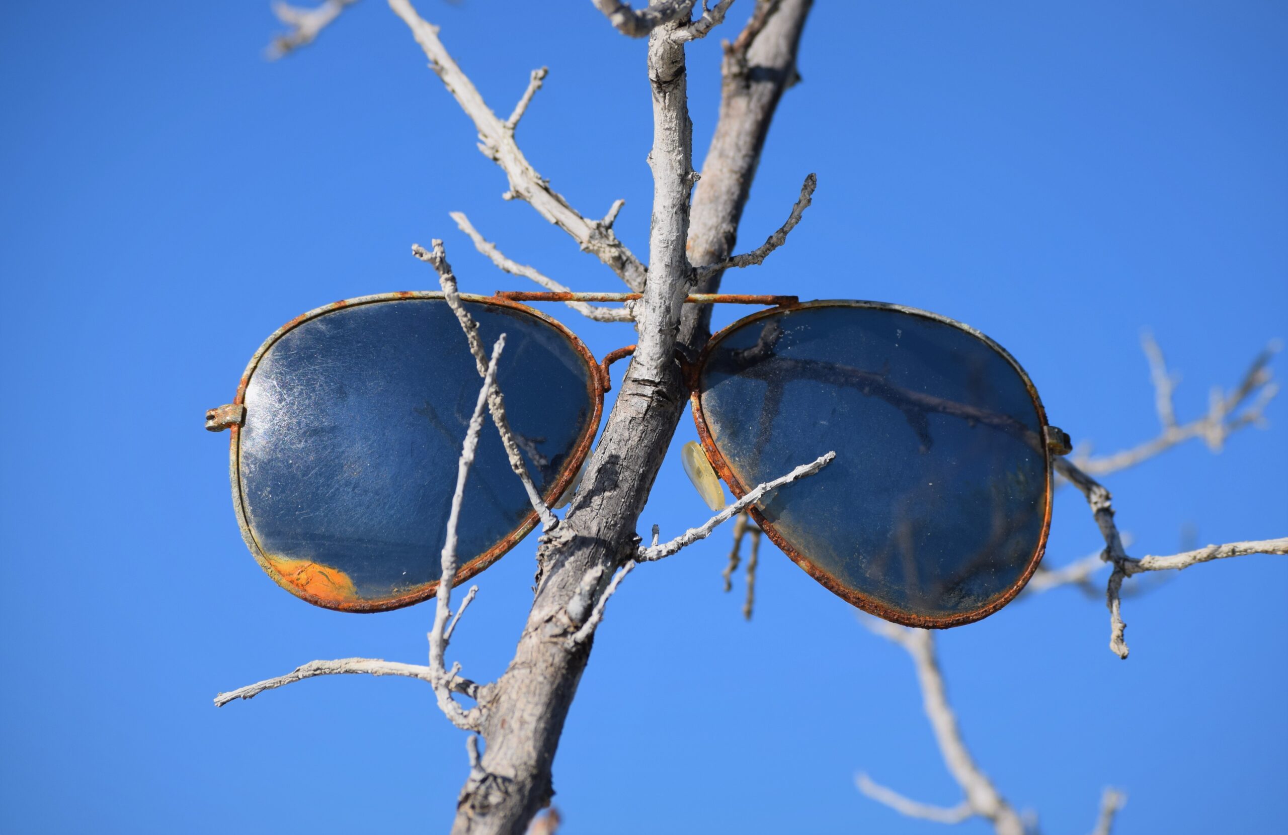 Blue sunglasses hanging from a bare branch under a clear coastal sky, Marco Island, Florida