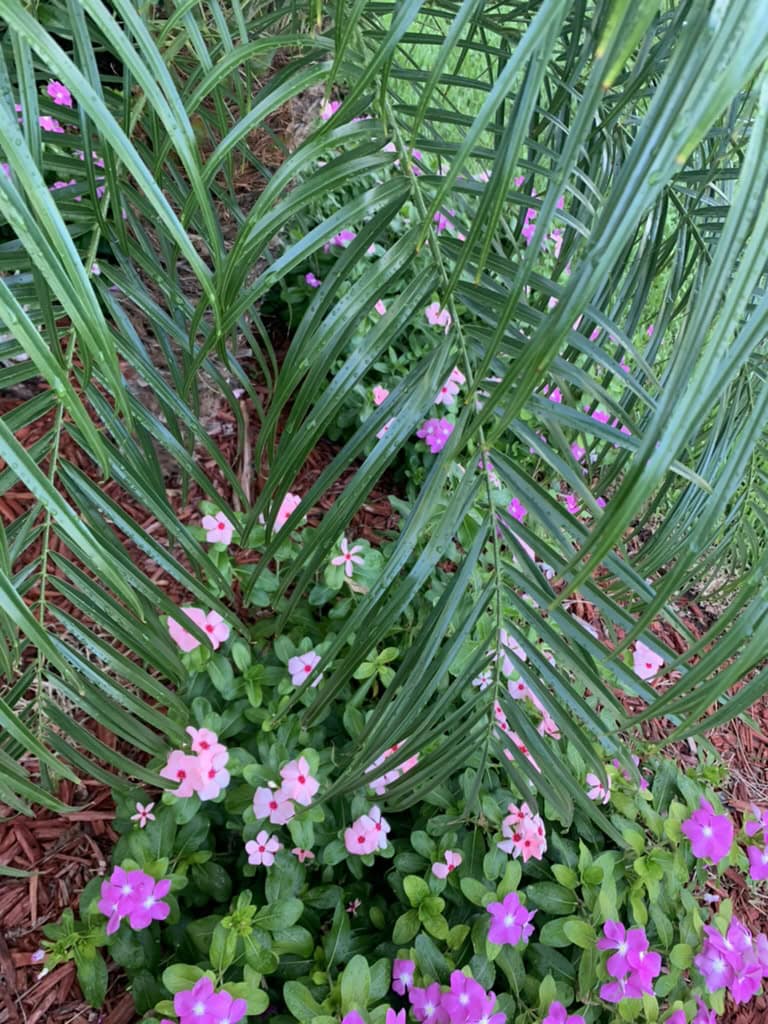 Pink tropical flowers blooming beneath palm fronds in island landscaping, Marco Island, Florida