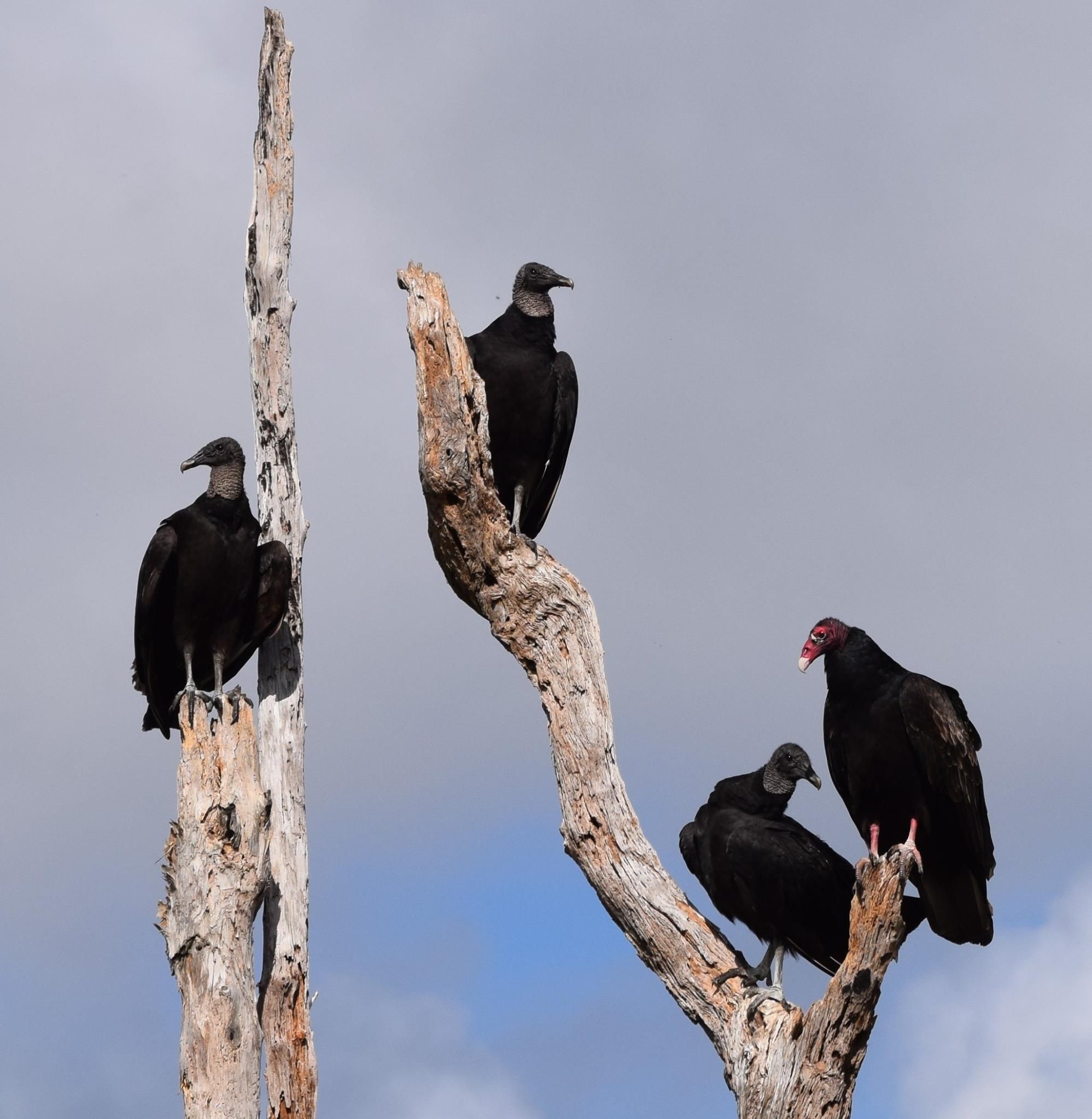 Black vultures and a turkey vulture perched together on a weathered tree snag, Marco Island, Florida