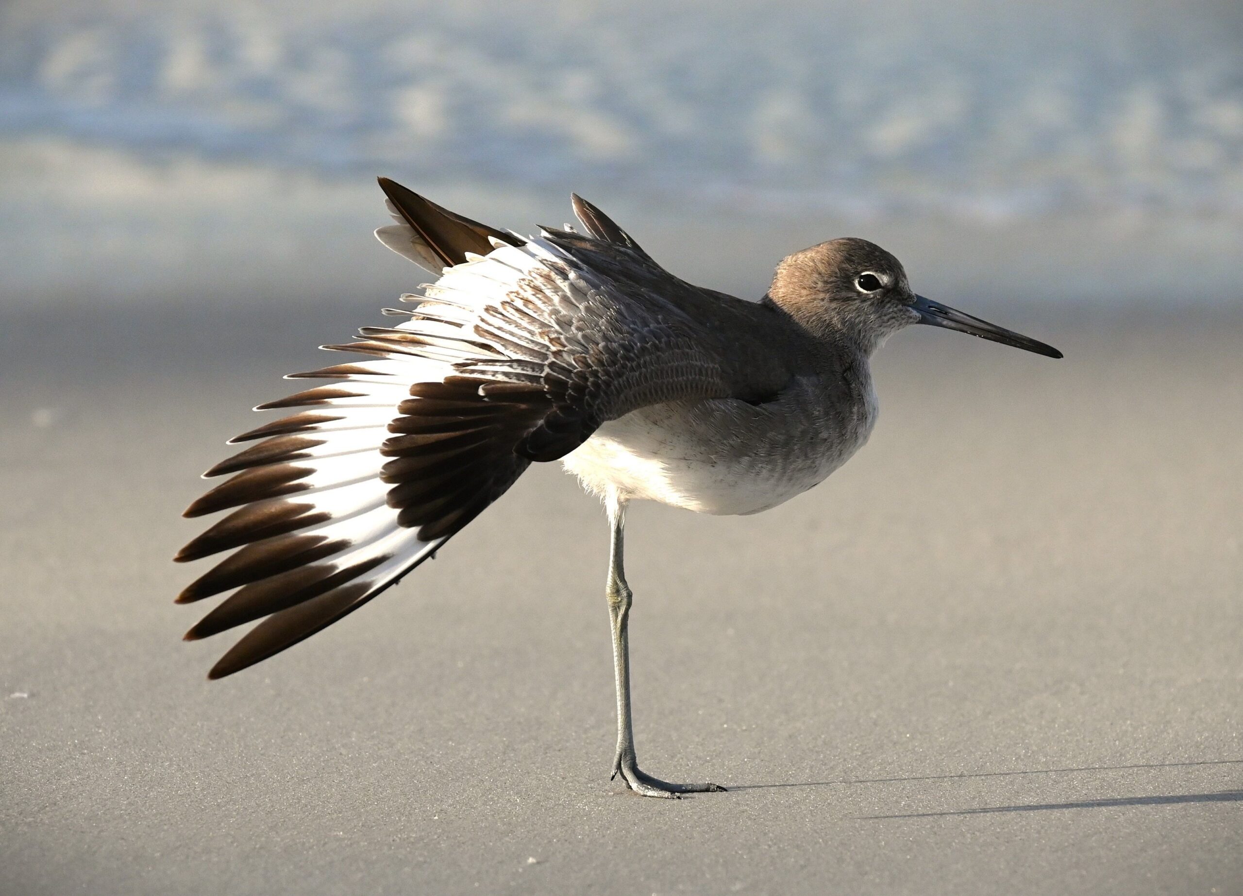 Willet stretching one patterned wing on smooth beach sand near the surf, Marco Island, Florida